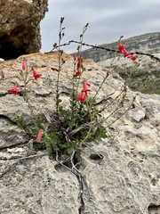 Penstemon baccharifolius