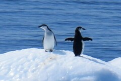 Pygoscelis antarcticus