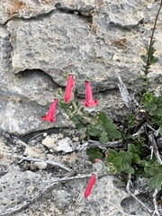 Penstemon baccharifolius