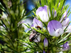Megachile chrysopyga