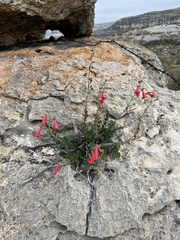 Penstemon baccharifolius