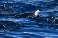 Pygoscelis antarcticus