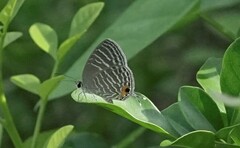 Jamides celeno aelianus