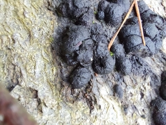 Kretzschmaria deusta