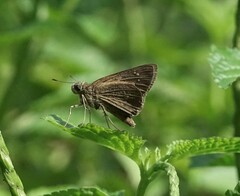 Polytremis lubricans