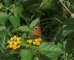 Junonia almana javana