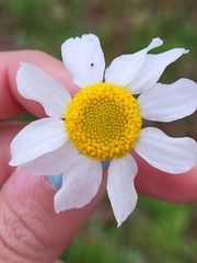 Anthemideae