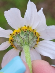 Anthemideae