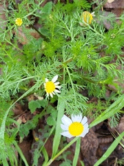 Anthemideae