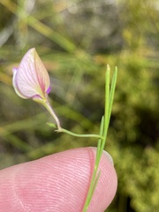 Polygala refracta