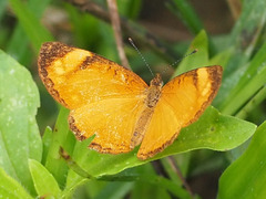 Tegosa