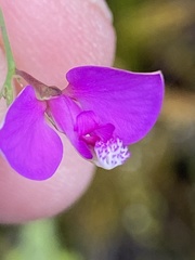 Polygala refracta