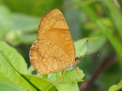 Tegosa