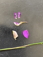 Polygala refracta