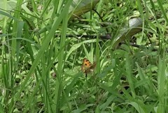 Junonia almana javana