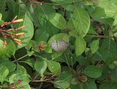 Junonia atlites atlites
