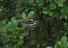 Phaedyma columella singa