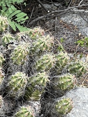 Echinocereus