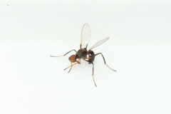 Sepsidae
