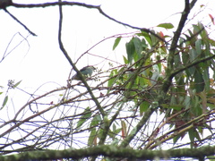 Tangara labradorides