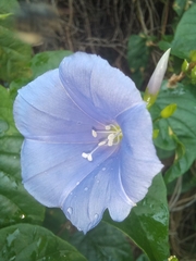 Jacquemontia