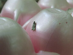 Olethreutes fasciatana