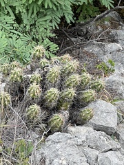Echinocereus