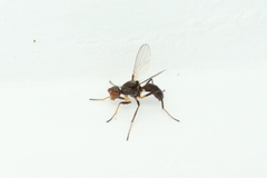 Sepsidae