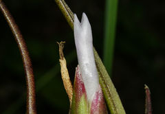 Tillandsia bulbosa