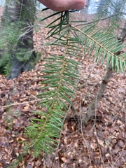 Pseudotsuga menziesii