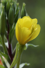 Oenothera rubricaulis