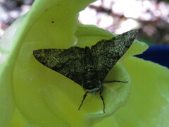 Biston betularia