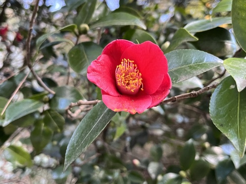 Camellia japonica