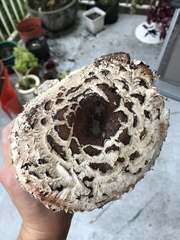 Chlorophyllum rhacodes