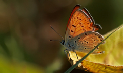 Lycaena kurdistanica