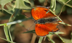 Lycaena kurdistanica