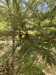 Dichrostachys cinerea