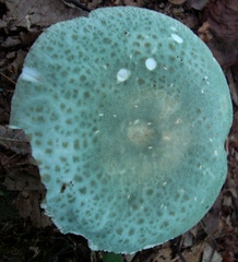 Russula parvovirescens