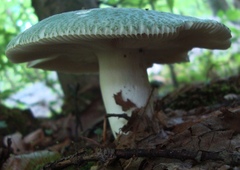 Russula parvovirescens