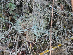 Bupleurum fruticescens