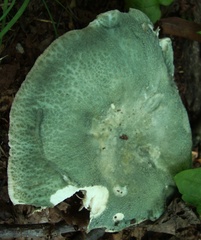 Russula parvovirescens