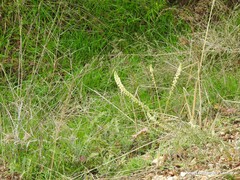 Reseda lutea