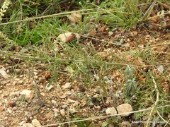Reseda lutea
