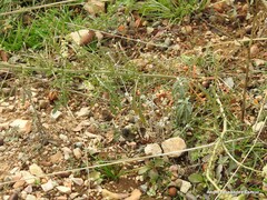Mercurialis tomentosa