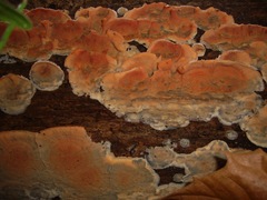 Merulius tremellosus