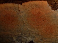 Merulius tremellosus