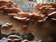 Merulius tremellosus