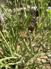 Kleinia longiflora