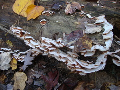 Merulius tremellosus