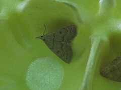 Chytolita morbidalis